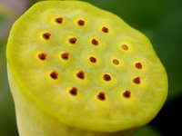 Dry Lotus Pods