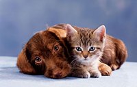 Flea protection for your pets can be done naturally.