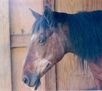 A senior horse