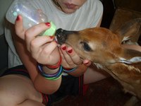 Fawn being bottle-fed