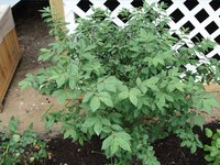 Burning Bush in the Spring