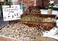 Fresh snails in Italy