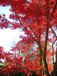 Dry Leaves Quickly