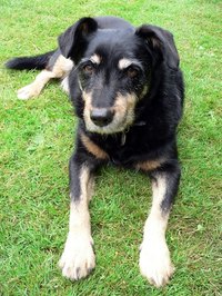 Keep a Dog From Scratching Its Ears