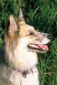 Change your pet's behavior