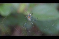 Identify Spiders in Michigan