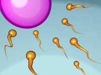 Up to 25 percent of couples have trouble conceiving. Increase your chances of having a baby by learning how to use vitamin B to improve fertility.