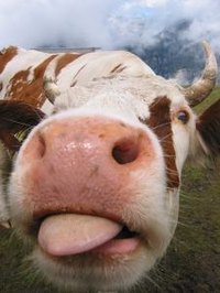 Must have a hair on her tongue