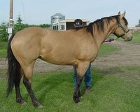 A buckskin colored horse