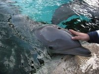 Swim With Dolphins in Destin Florida