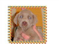 Care For a Newborn Sick Puppy
