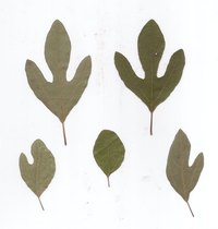 Identify Sassafras