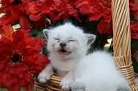 Kittens at 4 weeks