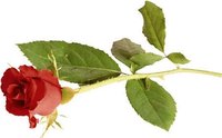 Few things can compare in beauty to the simple perfection of a single rose