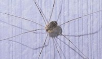 daddy long legs