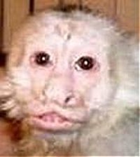 Pet Monkey