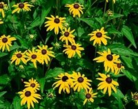 Divide Black Eyed Susans
