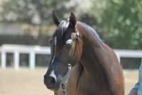 One Hot Lady groomed for halter