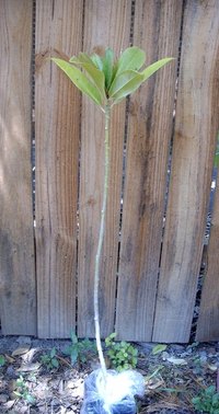 Southern magnolia sapling