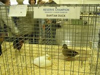 Raising poultry in 4H is fun!