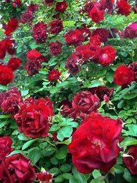 Red rose bush