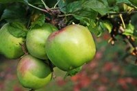Dwarf apple trees grow standard sized apples