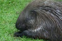 Make Porcupine Quill Jewelry