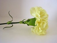 Make a Carnation Boutonniere