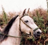 English Hackamore