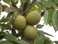 Green Black Walnuts