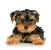 When Yorkies are small, they generally wear a "puppy cut" that is shorter and easier to manage