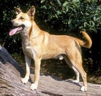 Purebred Carolina Dog