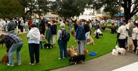 A crowded area is one of the most important places for your dog to obey you.