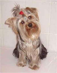 Yorkies can still live happy productive lives as long as you treat this health problem right away.
