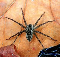 Fisher spider