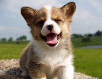 Puppies like routine and adjust much more quickly when their days are predictable.