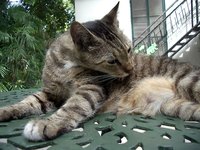 Naturally Treat Walking Dandruff in Pets