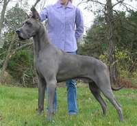 Some breeds are more susceptible to heart problems than others. Especially large dogs may have serious difficulties early in life.