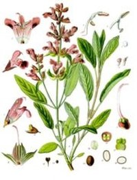 Make a Sage Infusion for Sore Throats