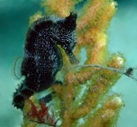 Raise Sea Horses