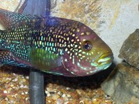 Jack Dempseys are relatively easy breeders
