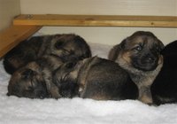 Raise a German Shepherd Litter