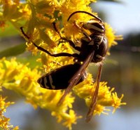 Exterminate Hornets