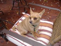 Bathe a Chihuahua