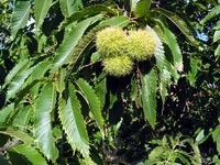 Burs grow in clusters at the end of Chestnut tree branches