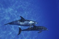 Swimming with dolphins can be a magical experience.