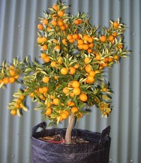 Prune Dwarf Fruit Trees