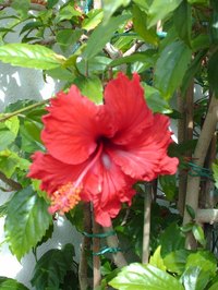 Transplant Hardy Hibiscus
