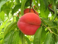 Tree-Ripened Peach