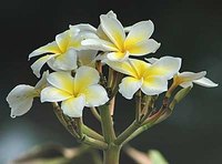 White and yellow frangipani